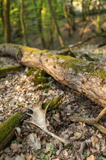 stará, ale potešila
