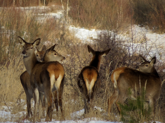 Všetky strany monitorované...