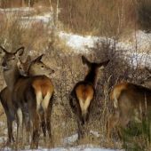 Všetky strany monitorované...