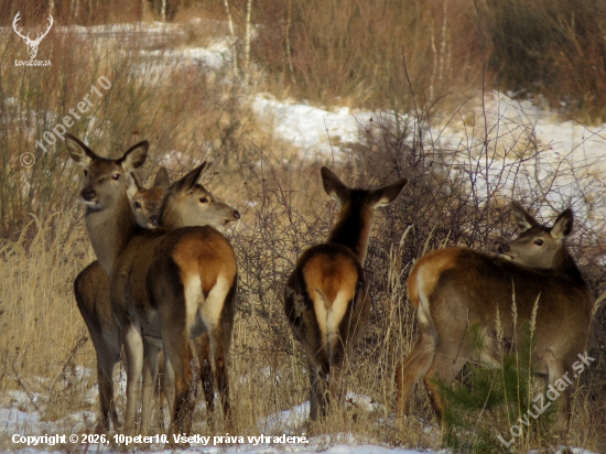 Všetky strany monitorované...