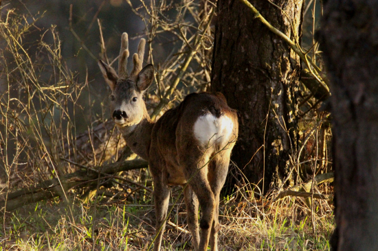 Ranný srnec...