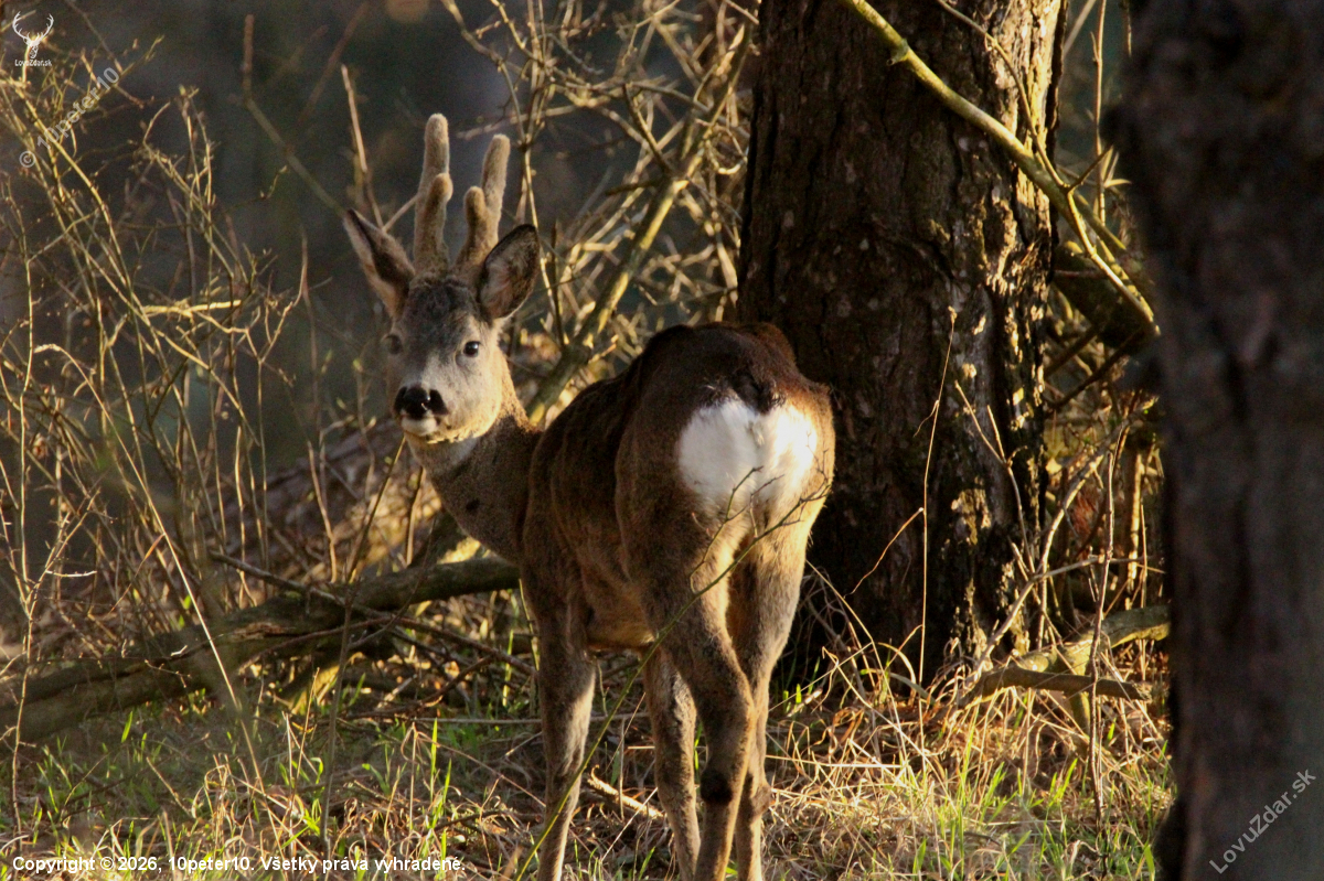 Ranný srnec...