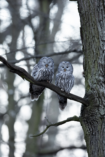 zo života sov dlhochvostých