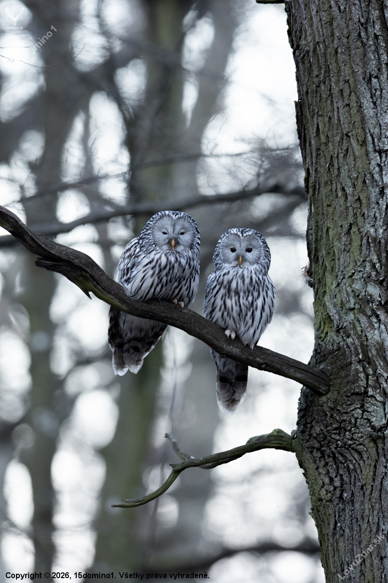 zo života sov dlhochvostých