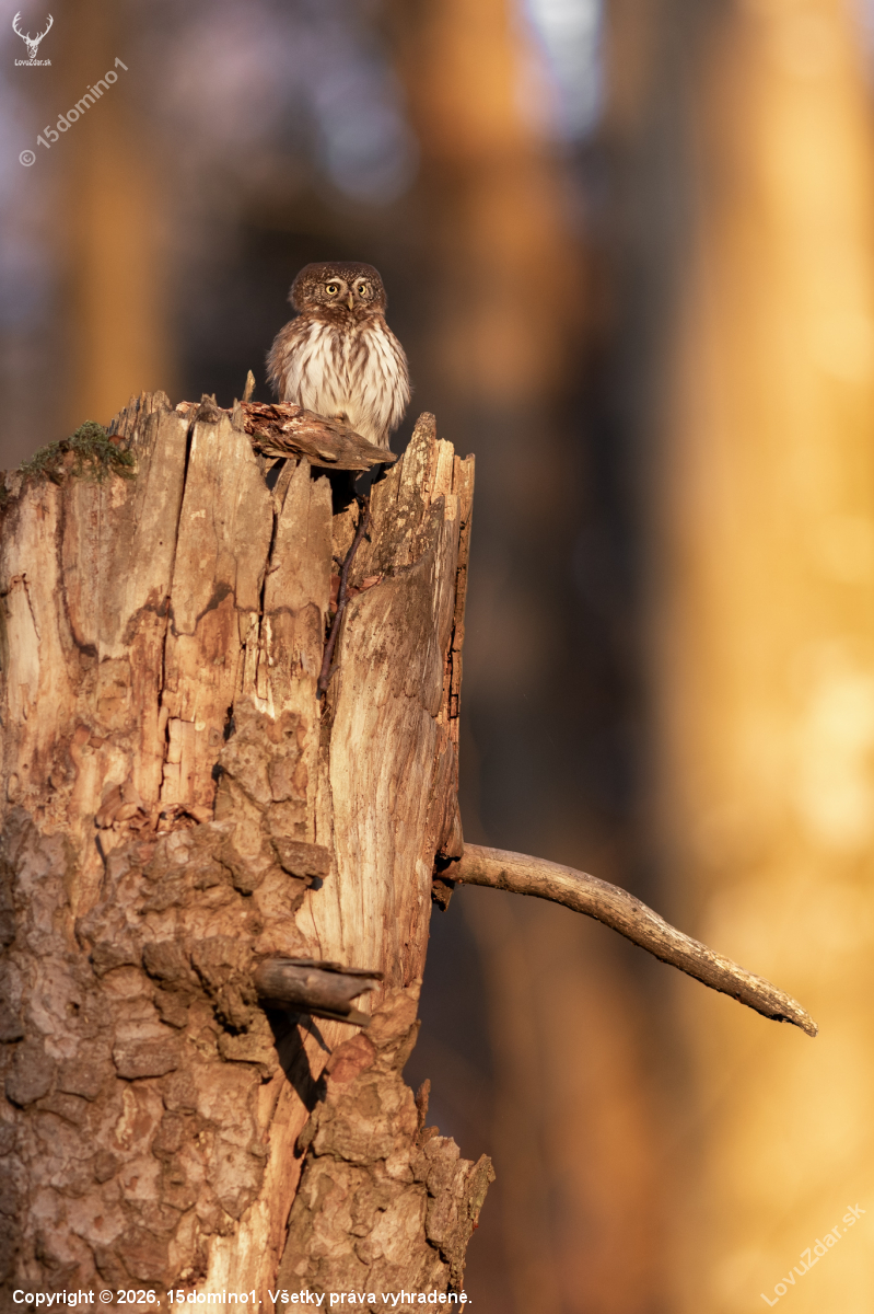Zo života kuvička vrabčieho