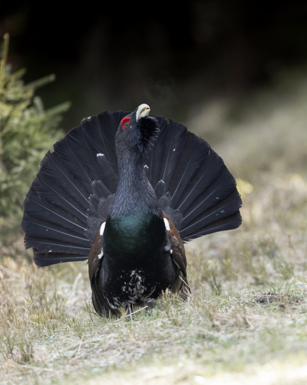 Zo života hlucháňa ... :)