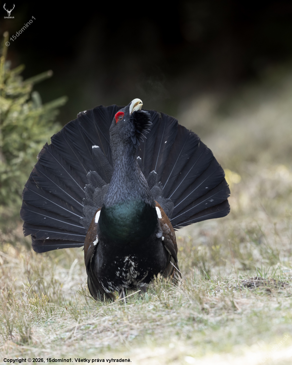 Zo života hlucháňa ... :)