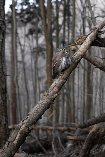 Zo života kuvička vrabčieho