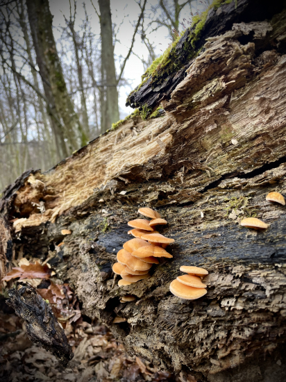 Kuriatka… plamienka zimná