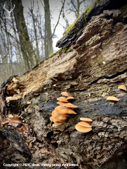 Kuriatka… plamienka zimná