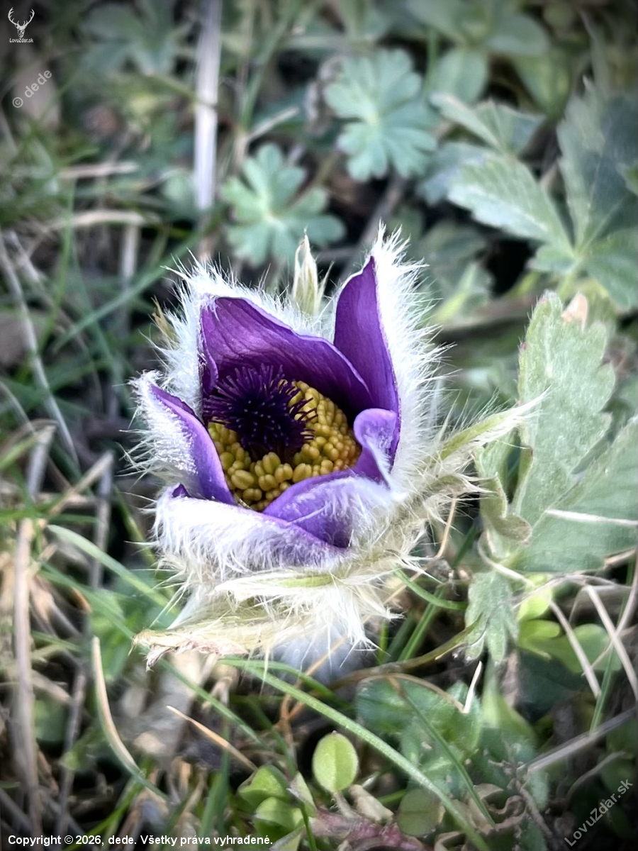 Poniklec … príprava na kvitnutie…