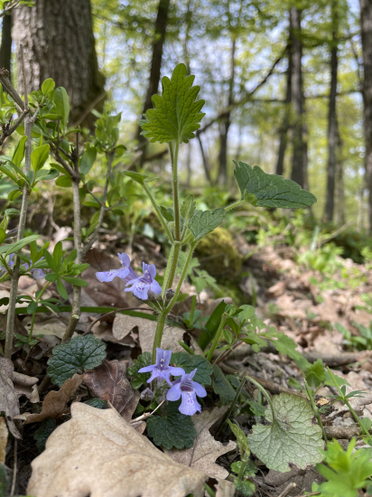 Zádušník chlpatý…
