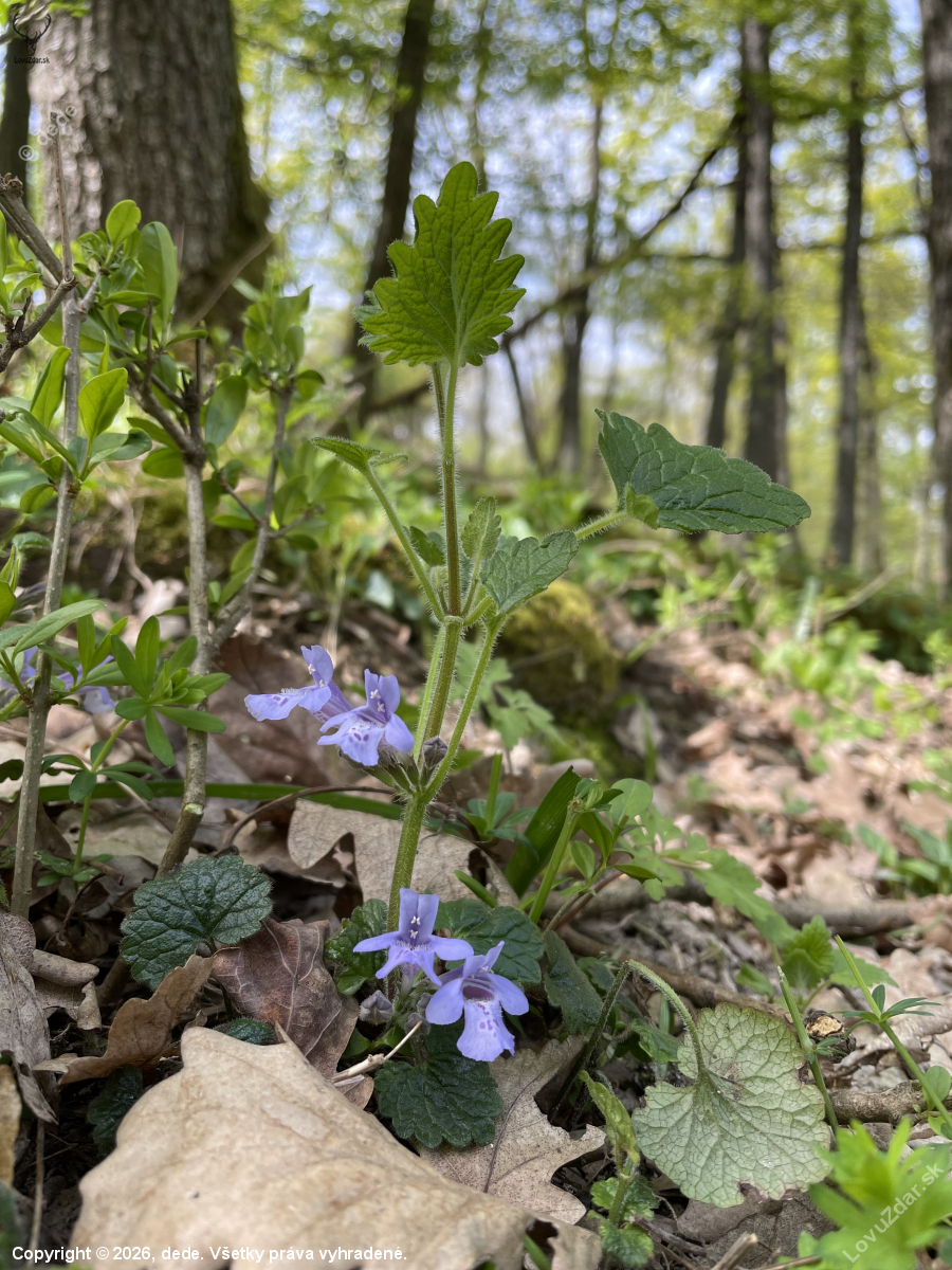 Zádušník chlpatý…