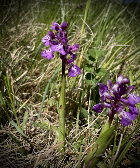 Červenohlav obyčajný… orchidea