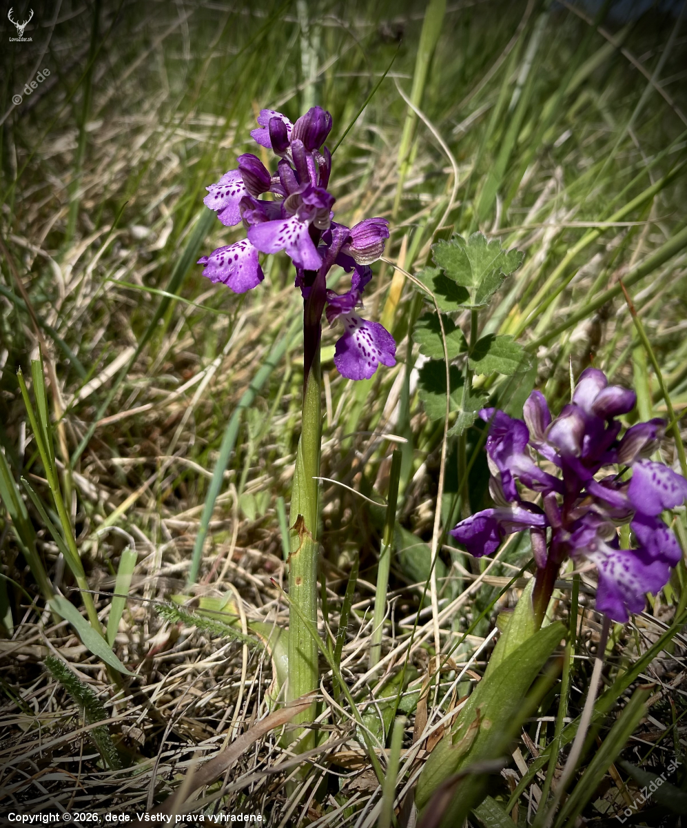 Červenohlav obyčajný… orchidea