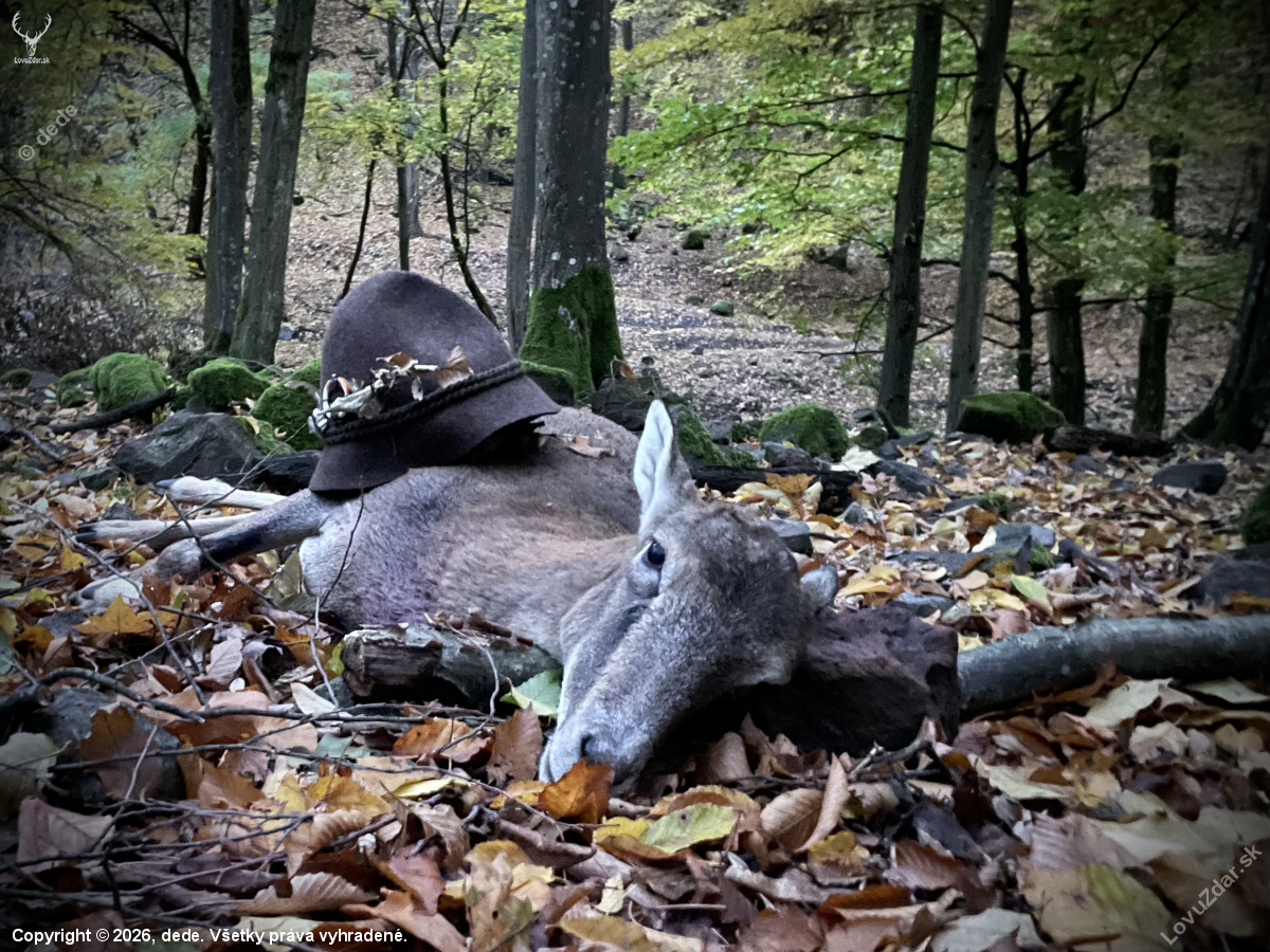 Muf lónica…