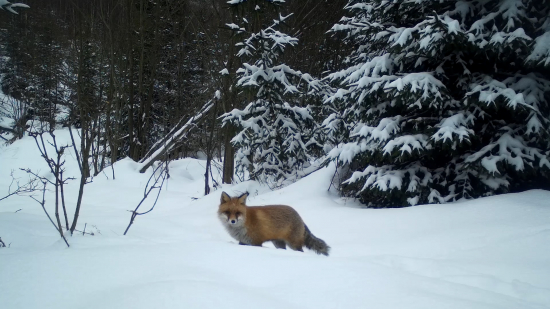 líška v zimnej krajine