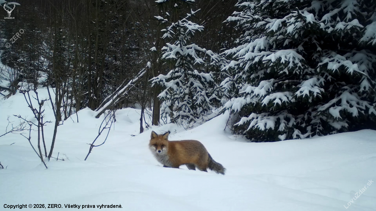 líška v zimnej krajine