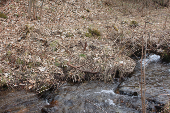 smädný jeleň- druhý pohľad