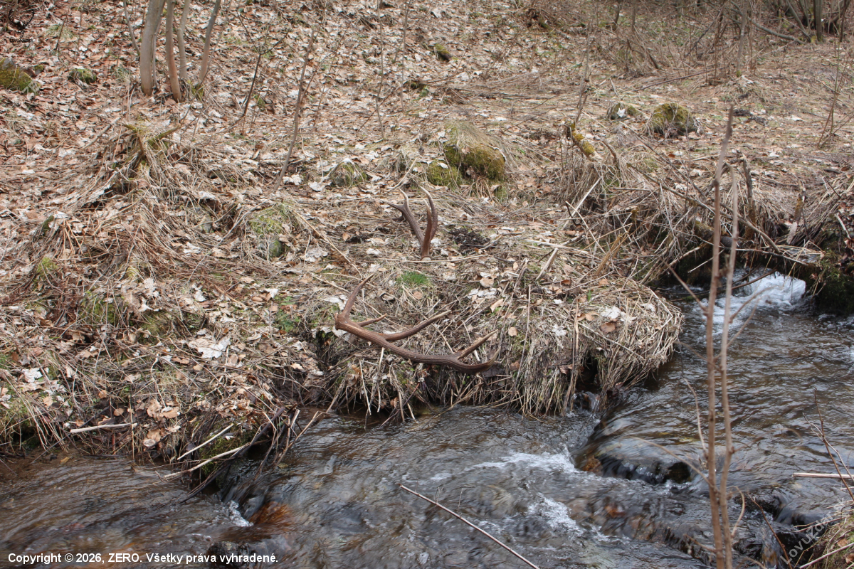 smädný jeleň- druhý pohľad