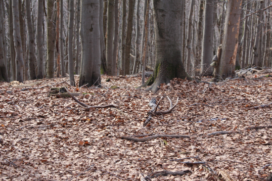 škodník sa odškodnil- prvý pohľad