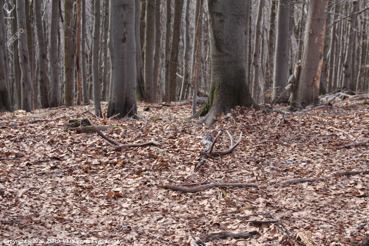 škodník sa odškodnil- prvý pohľad