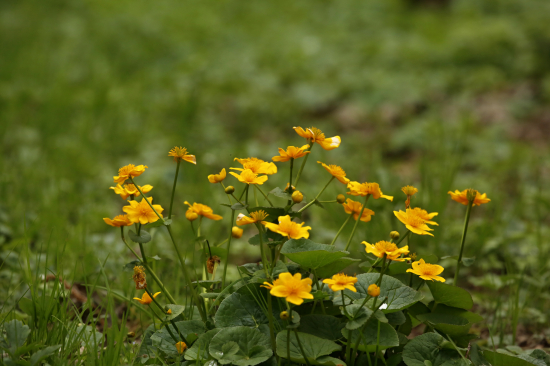 Kytica zo záružlia