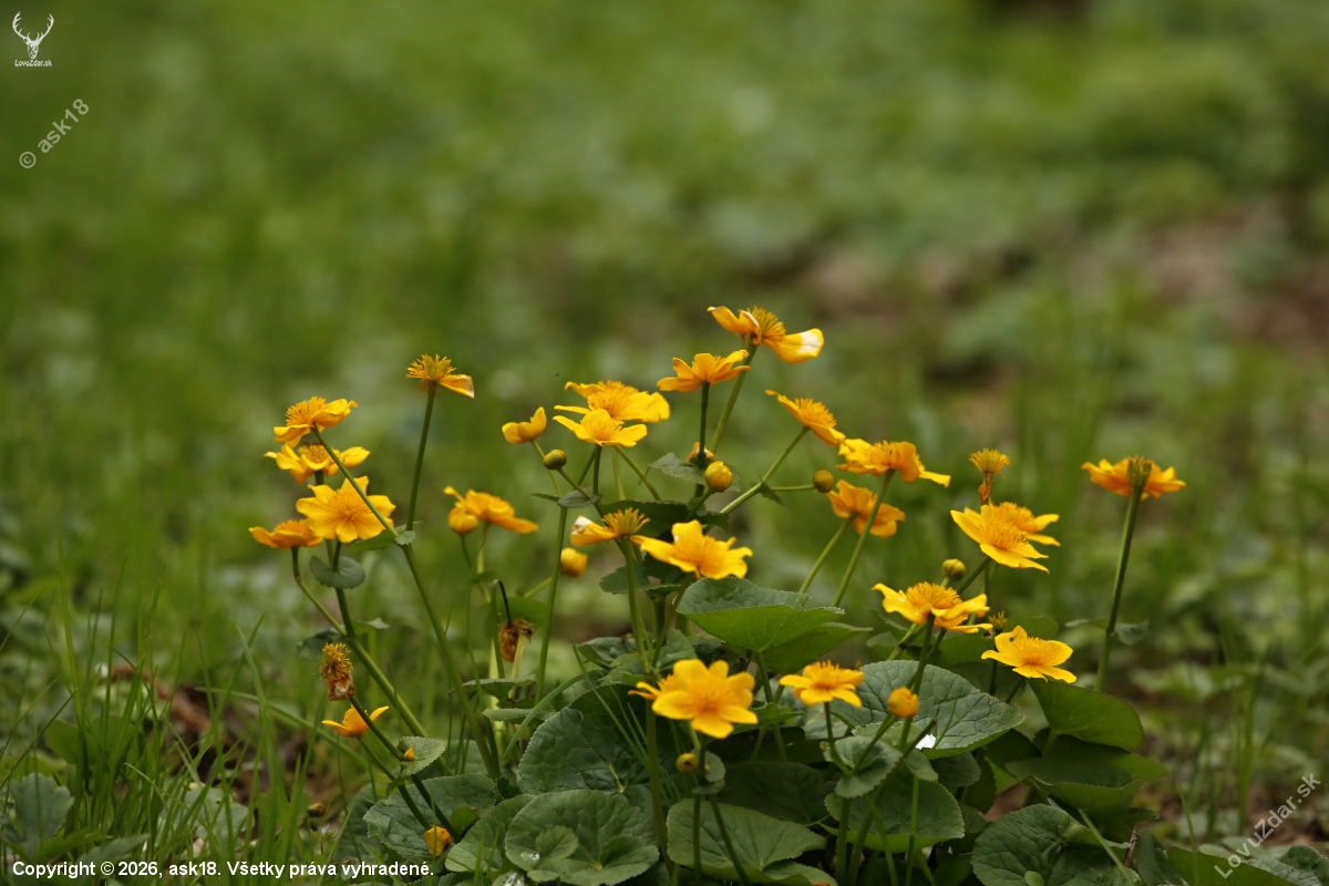 Kytica zo záružlia