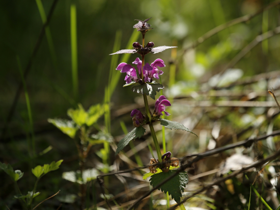 Hluchavka purpurová