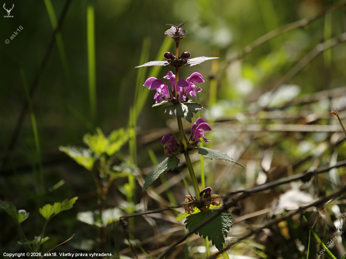 Hluchavka purpurová