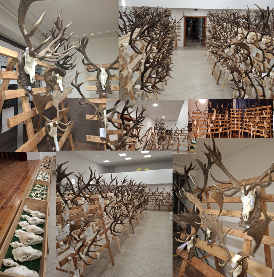 Chovateľská výstava trofejí ulovenej zveri v poľovníckej sezóne 2025-2026