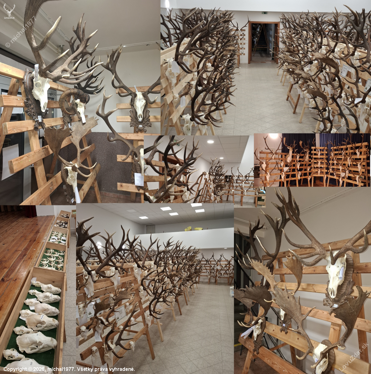 Chovateľská výstava trofejí ulovenej zveri v poľovníckej sezóne 2025-2026