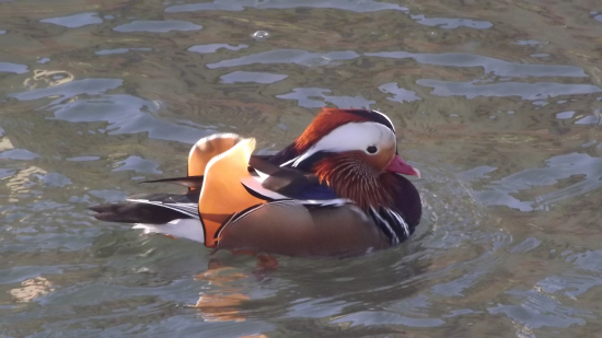 Kachnička mandarinská