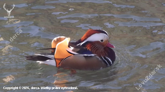 Kachnička mandarinská