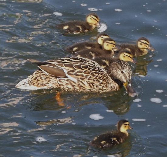 Vždy pod kontrolou mámy