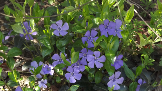 Kamejka modronachová