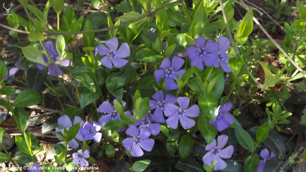 Kamejka modronachová