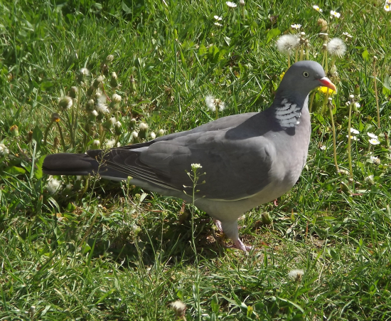 Holub hřivnáč