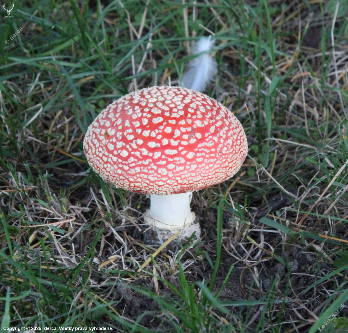 Muchomůrka červená