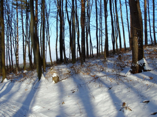 zimná v lese