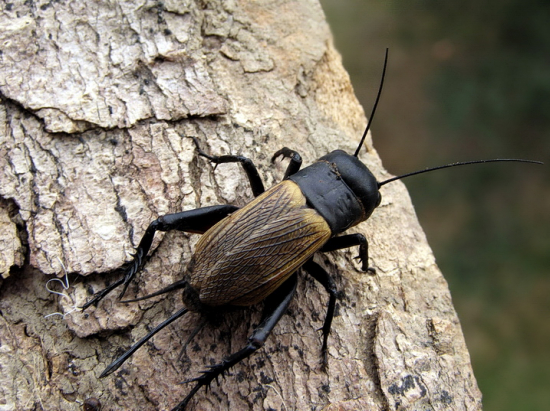 plachý a ostražitý