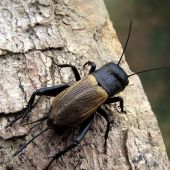 plachý a ostražitý