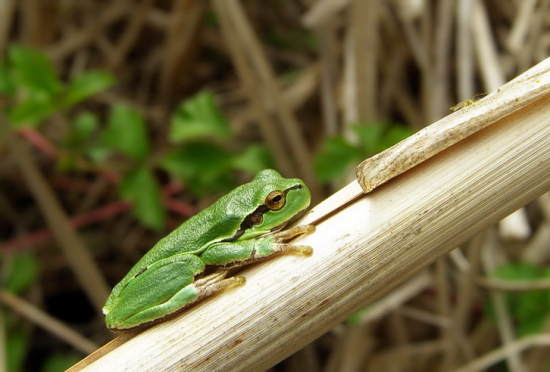 vraj vie predpovedať počasie