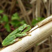 vraj vie predpovedať počasie