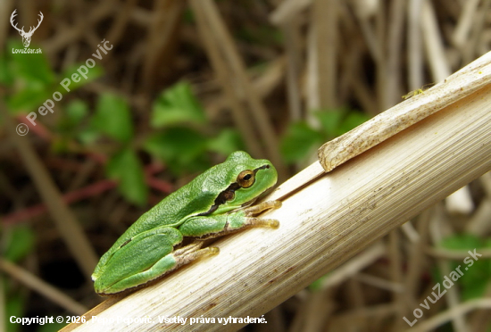 vraj vie predpovedať počasie
