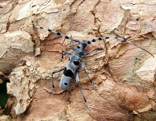 krásny chrobák a lesný klenot