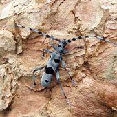 krásny chrobák a lesný klenot