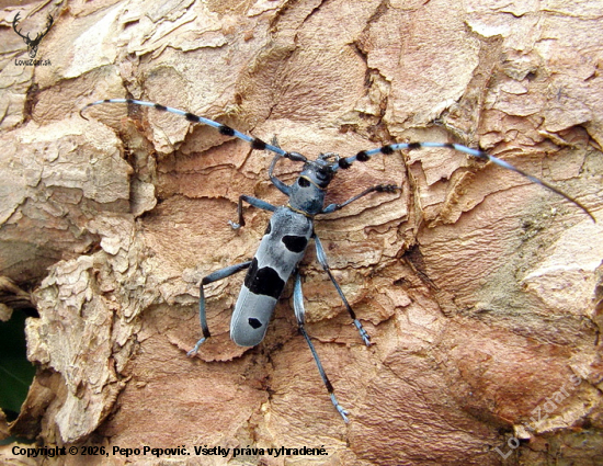 krásny chrobák a lesný klenot