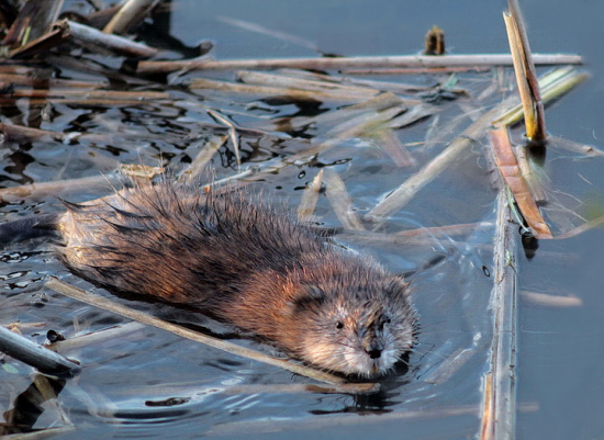 obojživelná ondatra