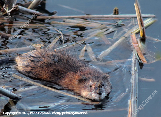 obojživelná ondatra